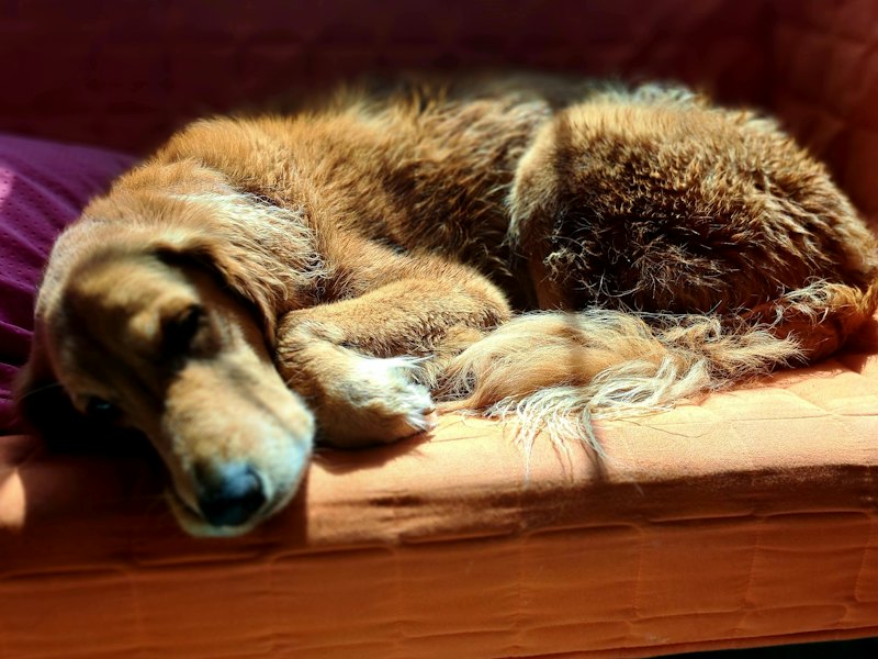 A golden retriever napping in the sun on an orange couch