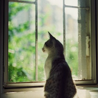 A cat sitting on a sunny windowsill