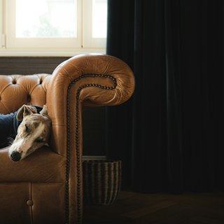 A dog curled up on a leather armchair